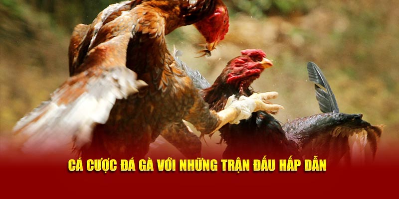 Cá cược đá gà với những trận đấu hấp dẫn